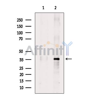 Валидация Affinity AF9159 - 4963