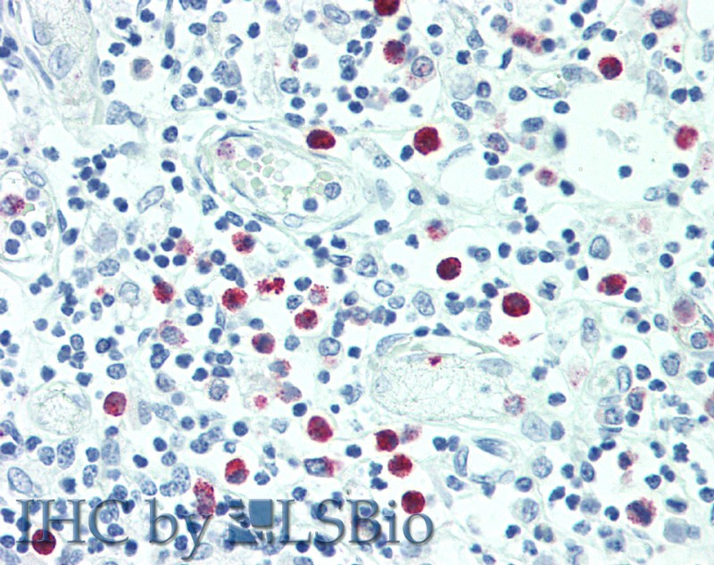 Валидация Elabscience E-AB-11601