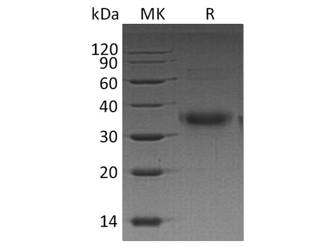 Валидация Elabscience PKSH033374(3705)