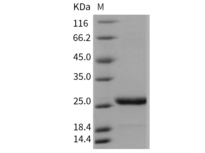 Валидация Elabscience PKSM040715(4692)