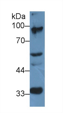 9969