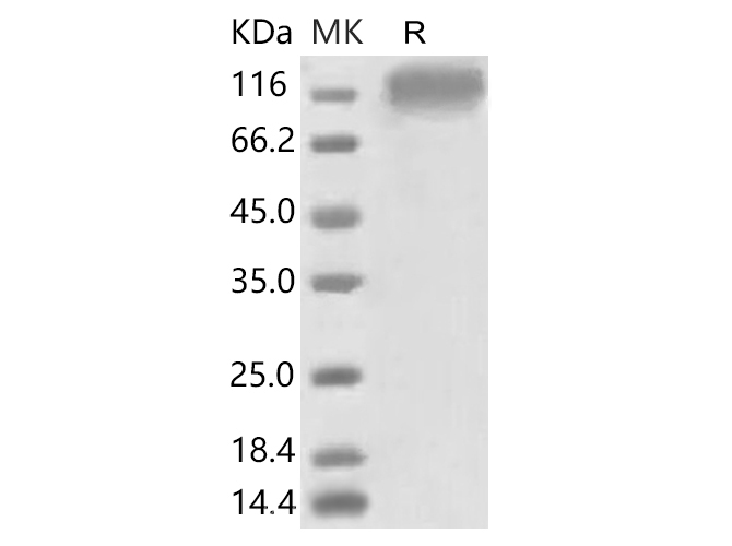 Валидация Elabscience PKSR030503(5810)
