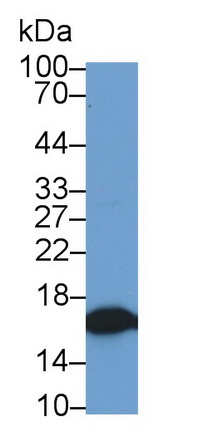 52583