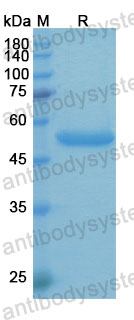 Валидация SDS-PAGE - AntibodySystem DHB94429