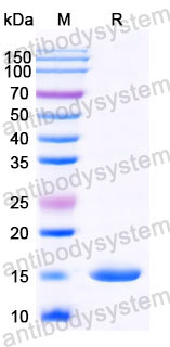 Валидация SDS-PAGE - AntibodySystem RHC08503