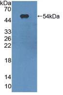 57645