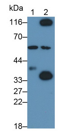 13511