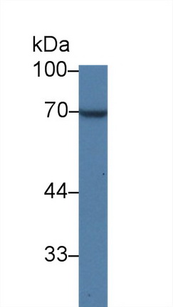 10070