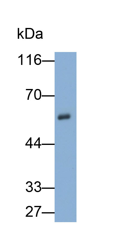 32526