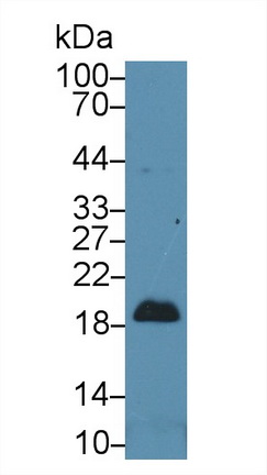 8271
