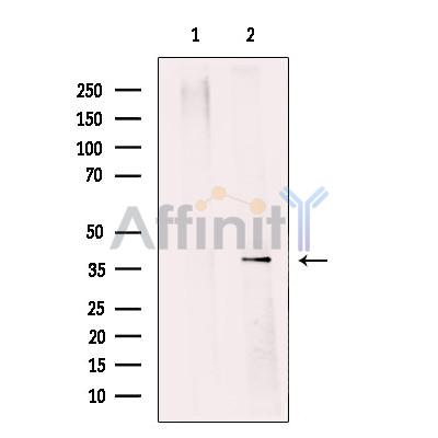 Валидация Affinity DF12036 - 6069