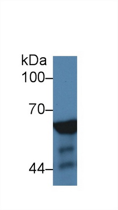 14286