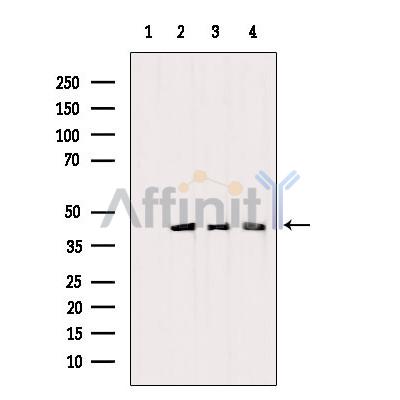 Валидация Affinity DF4367 - 15833