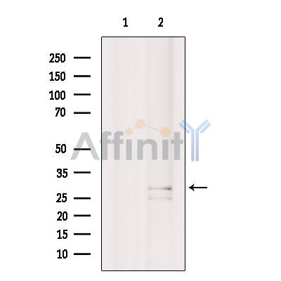 Валидация Affinity DF8910 - 21036