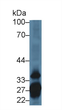 13884
