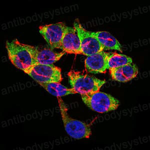Валидация IF - AntibodySystem RHC33403