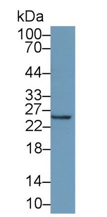 20621