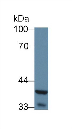 9109