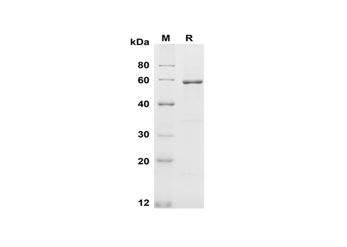 Валидация Elabscience PDMH100343(954)