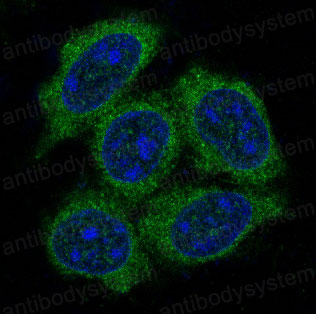 Валидация IF - AntibodySystem RHC69301