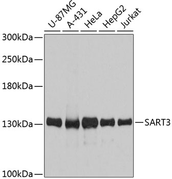 Валидация Elabscience E-AB-63630