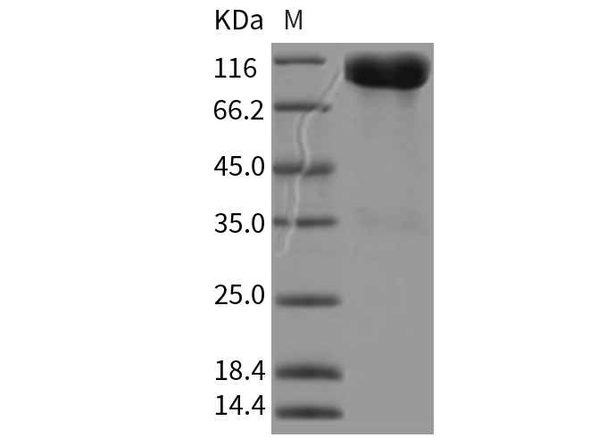 Валидация Elabscience PKSR030309(5653)