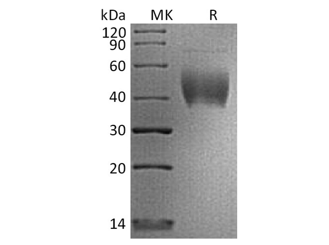 Валидация Elabscience PKSH033795(4066)