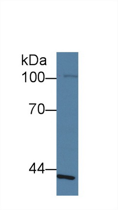 8702