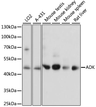 Валидация Elabscience E-AB-65177
