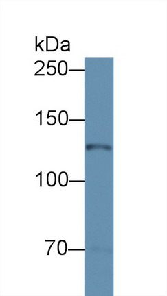 8532