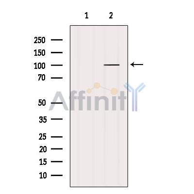 Валидация Affinity AF5239 - 2723