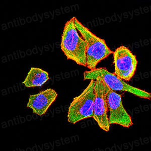 Валидация IF - AntibodySystem RHD80701