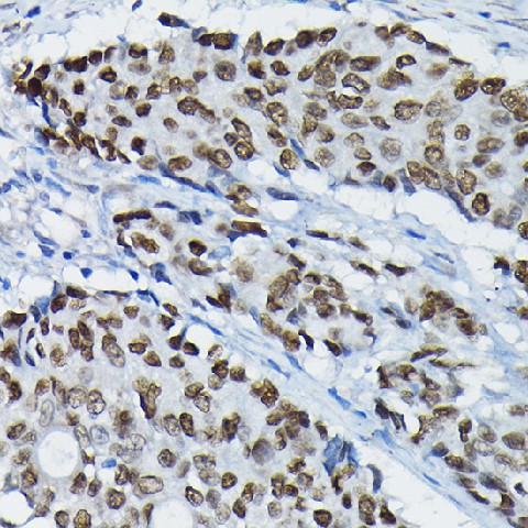 Валидация Elabscience E-AB-91620