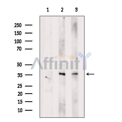 Валидация Affinity DF2585 - 13266