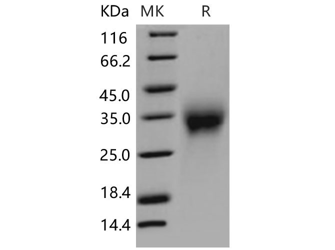 Валидация Elabscience PKSM040584(4571)