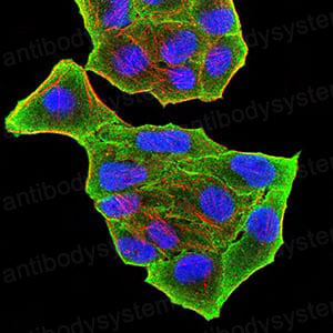 Валидация IF - AntibodySystem RHN94801