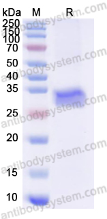 Валидация AntibodySystem YHA61501