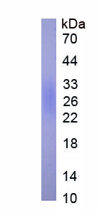 65445