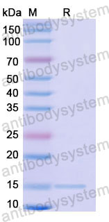 Валидация SDS-PAGE - AntibodySystem RHD04802