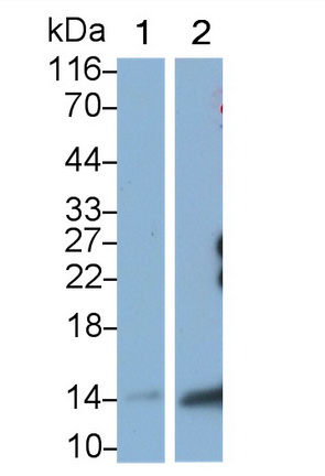 53247