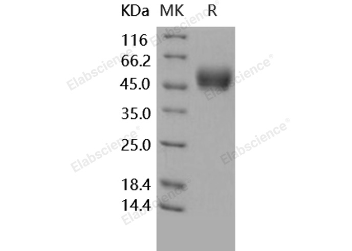 Валидация Elabscience PKSH032457(2928)