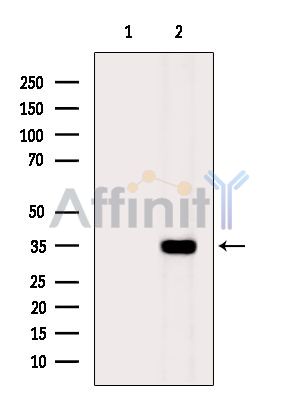 Валидация Affinity DF15319 - 11625