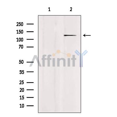 Валидация Affinity DF4593 - 16202