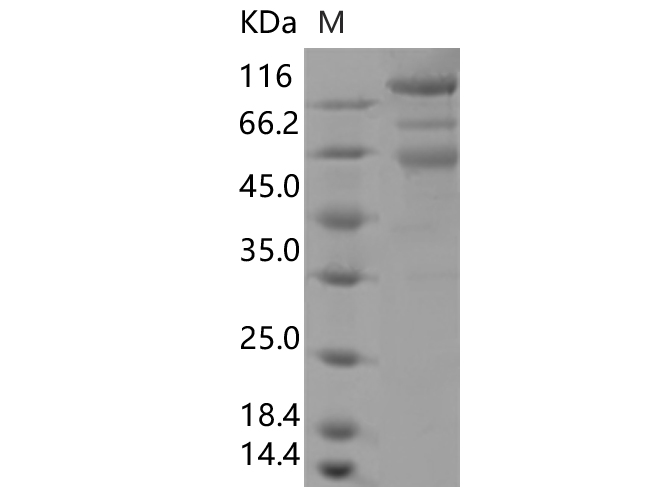 Валидация Elabscience PKSV030360(6097)
