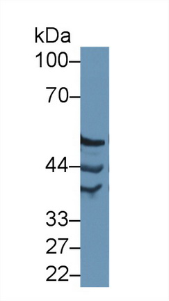 14511