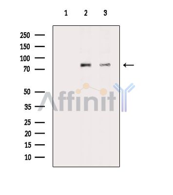 Валидация Affinity DF14973 - 11172