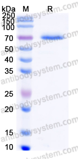 EHH11601, SDS-PAGE