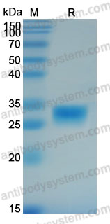 AHC41801, SDS-PAGE