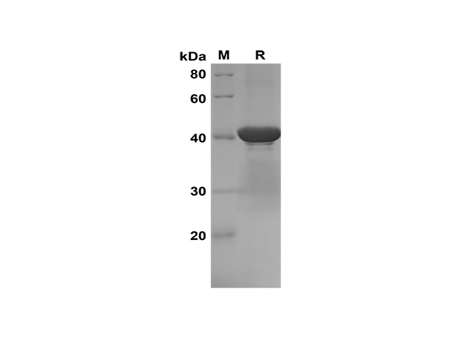 Валидация Elabscience PDEM100160(509)