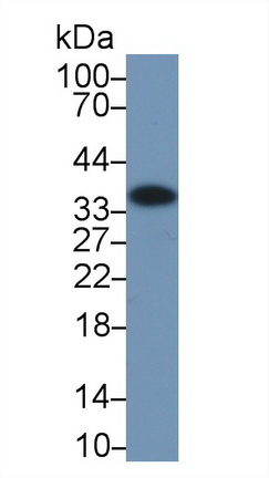 10309